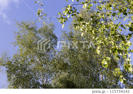 birch foliage in the spring season 115739142