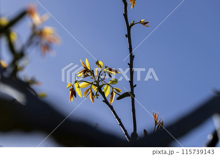 flowering walnut trees in the orchard 115739143