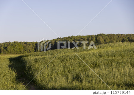 the first spikelets of wheat in windy weather in rural areas 115739144