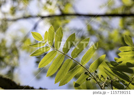 beautiful new rowan foliage in sunny weather beautiful new rowan foliage in sunny weather 115739151