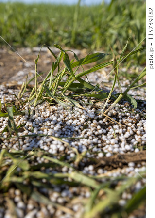 destruction of the wheat crop using a large amount of fertilizers 115739182