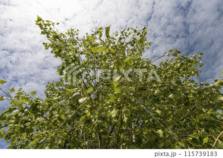 birch tree with green foliage in windy weather 115739183