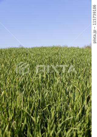 a green wheat field in the spring season a green wheat field in the spring season 115739186