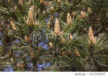 pine details during flowering in windy weather 115739187