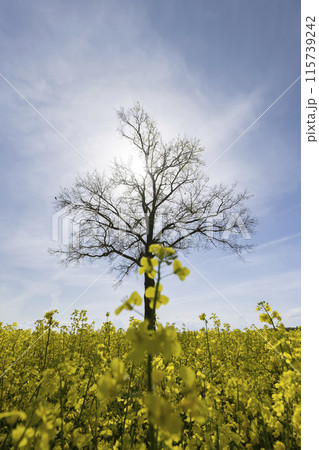 a tall tree growing in a rapeseed field 115739242