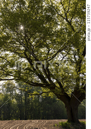a single growing oak tree in an agricultural field 115739247