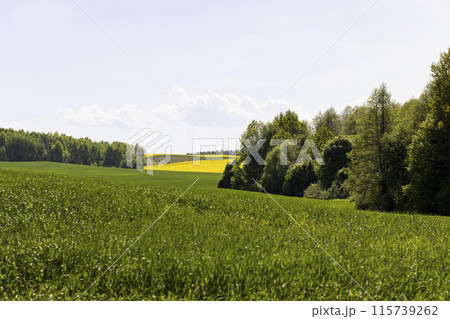 Green wheat grass in the field in spring 115739262