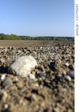 preparing the soil for sowing in spring 115739267