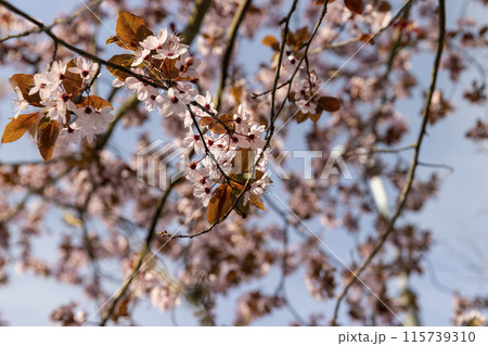 beautiful cherry blossoms during flowering in spring beautiful cherry blossoms during flowering in spring 115739310