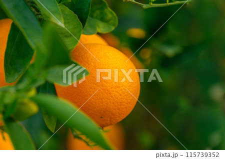 orange tree branches with ripe juicy fruits. natural fruit background outdoors.1 orange tree branches with ripe juicy fruits. natural fruit background outdoors.1 115739352