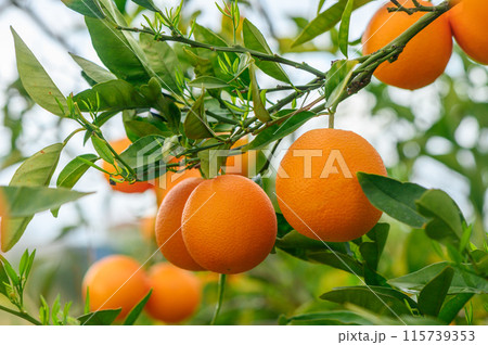 close-up of a beautiful orange tree with orange large round oranges 115739353