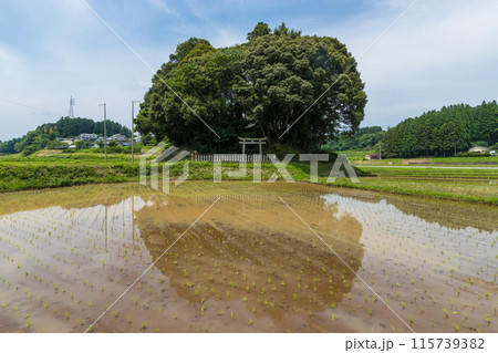 水田と小さな神社(大分県豊後大野市) 水田と小さな神社(大分県豊後大野市) 115739382