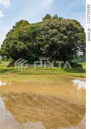水田と小さな神社(大分県豊後大野市) 水田と小さな神社(大分県豊後大野市) 115739388