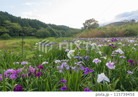 神楽女湖の菖蒲園(大分県別府市) 神楽女湖の菖蒲園(大分県別府市) 115739458