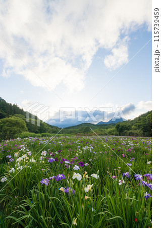 神楽女湖の菖蒲園(大分県別府市) 神楽女湖の菖蒲園(大分県別府市) 115739459