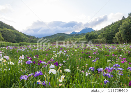 神楽女湖の菖蒲園(大分県別府市) 神楽女湖の菖蒲園(大分県別府市) 115739460