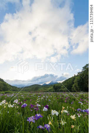 神楽女湖の菖蒲園(大分県別府市) 神楽女湖の菖蒲園(大分県別府市) 115739464