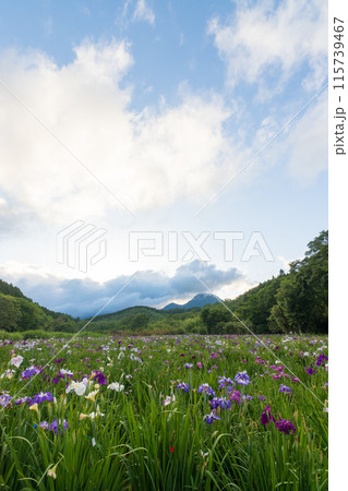 神楽女湖の菖蒲園(大分県別府市) 神楽女湖の菖蒲園(大分県別府市) 115739467