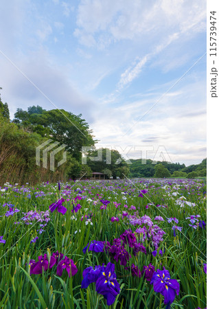 神楽女湖の菖蒲園(大分県別府市) 神楽女湖の菖蒲園(大分県別府市) 115739474