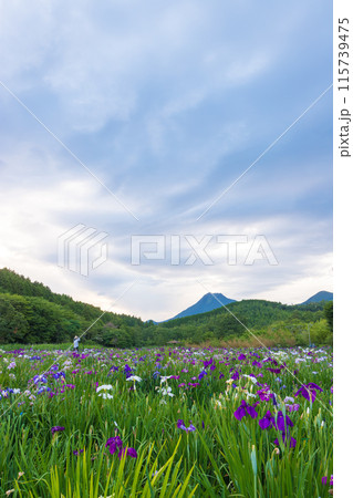 神楽女湖の菖蒲園（大分県別府市） 115739475