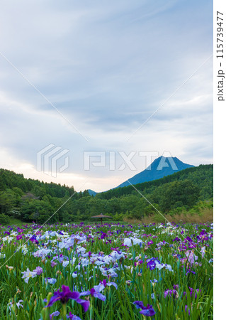 神楽女湖の菖蒲園（大分県別府市） 115739477