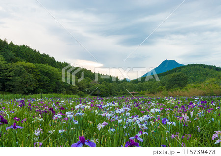神楽女湖の菖蒲園（大分県別府市） 115739478