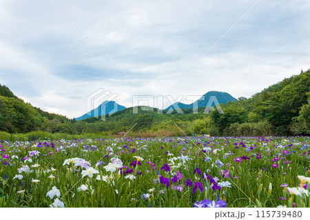 神楽女湖の菖蒲園(大分県別府市) 神楽女湖の菖蒲園(大分県別府市) 115739480