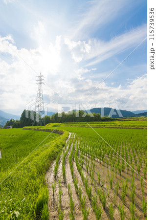 神社の側の田んぼ(大分県由布市) 神社の側の田んぼ(大分県由布市) 115739536