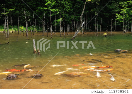 白骨林 蒼霧鯉池1221 白骨林 蒼霧鯉池1221 115739561