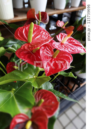 ハートの形の鮮やかな赤い色のアンスリウムの花 115739696