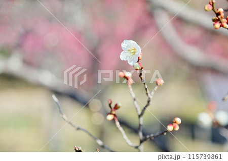 爽やか　白梅の花 115739861