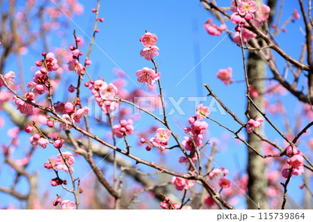 ピンクの梅の花 115739864