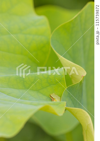 蓮とカエル(大分県臼杵市石仏公園) 蓮とカエル(大分県臼杵市石仏公園) 115739872