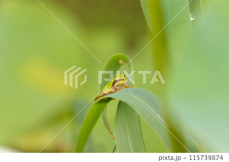 蓮とカエル(大分県臼杵市石仏公園) 蓮とカエル(大分県臼杵市石仏公園) 115739874
