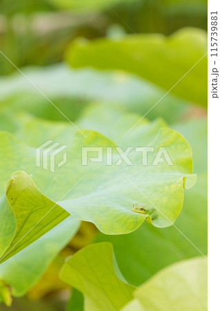 蓮とカエル（大分県臼杵市石仏公園） 115739881