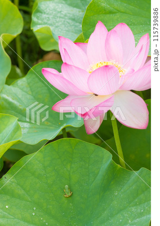 蓮とカエル(大分県臼杵市石仏公園) 蓮とカエル(大分県臼杵市石仏公園) 115739886