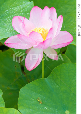 蓮とカエル(大分県臼杵市石仏公園) 蓮とカエル(大分県臼杵市石仏公園) 115739888