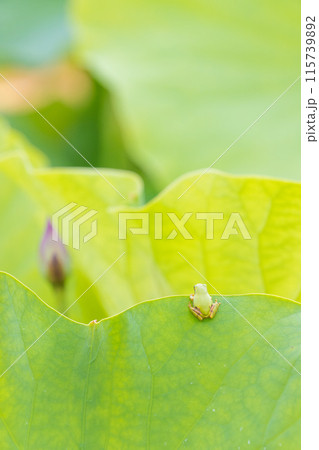 蓮とカエル(大分県臼杵市石仏公園) 蓮とカエル(大分県臼杵市石仏公園) 115739892