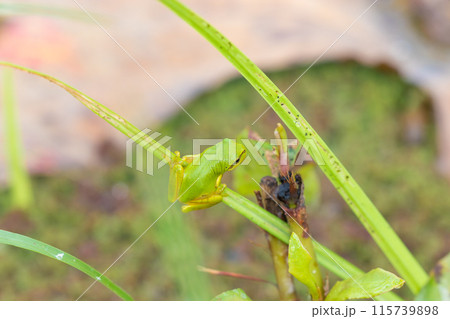 蓮とカエル(大分県臼杵市石仏公園) 蓮とカエル(大分県臼杵市石仏公園) 115739898