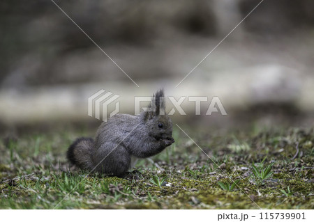 地面で木の実を食べるエゾリス 115739901