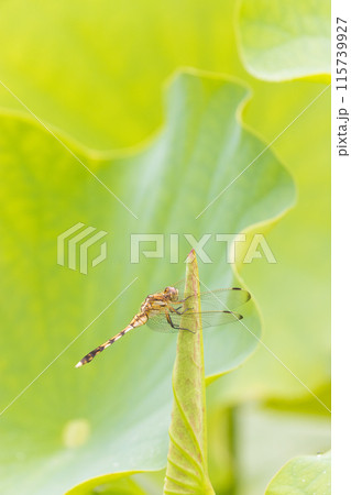 蓮とトンボ(大分県臼杵市石仏公園) 蓮とトンボ(大分県臼杵市石仏公園) 115739927