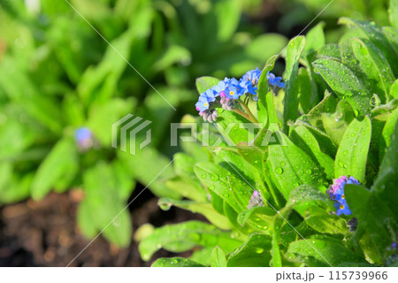 忘れな草 115739966