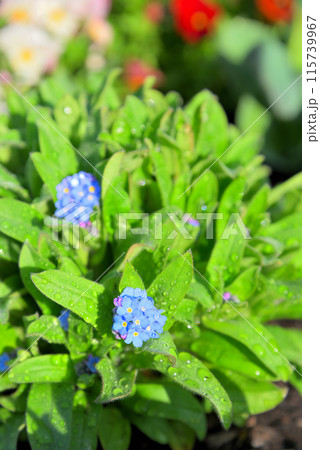 忘れな草 115739967