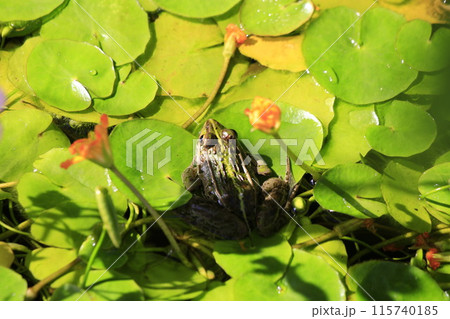 アサザの葉の上で休むトノサマガエル 115740185