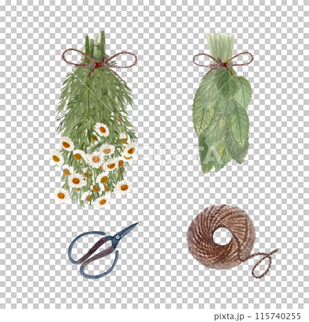 Bunch of lemon balm and chamomile, scissors and jute rope watercolor set isolated on white. Hand drawn art for eco design, cards, packages, herbal teas, stickers, herbalism materials, notebooks Bunch of lemon balm and chamomile, scissors and jute rope watercolor set isolated on white. Hand drawn art for eco design, cards, packages, herbal teas, stickers, herbalism materials, notebooks 115740255