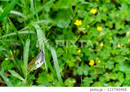 蝶と野草 蝶と野草 115740408