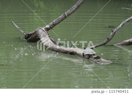 ため池の亀 115740451