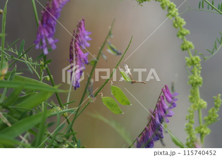 ナヨクサフジの実 ナヨクサフジの実 115740452