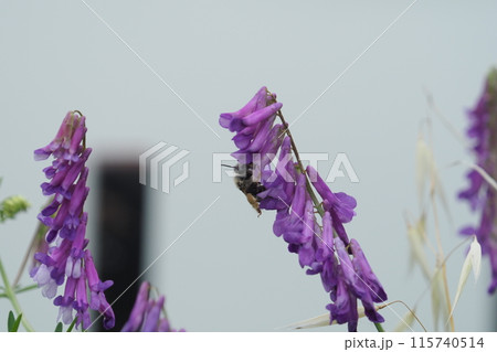 ナヨクサフジの花と蜂 ナヨクサフジの花と蜂 115740514