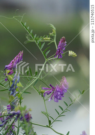 ナヨクサフジの花 ナヨクサフジの花 115740515
